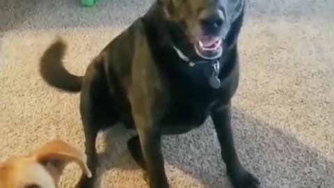 Dog Reacts In Rage 🤪After Hearing His Daddy Voted For Biden!