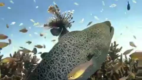 Huge MORAY trying to Eat LIONFISH