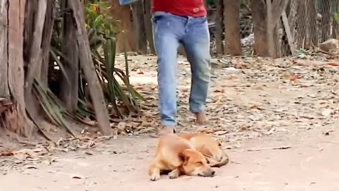 Best Prank Collection Top 15 - Fake Lion Prank Real Dog Super Funny - Try Not To Laugh Challenge