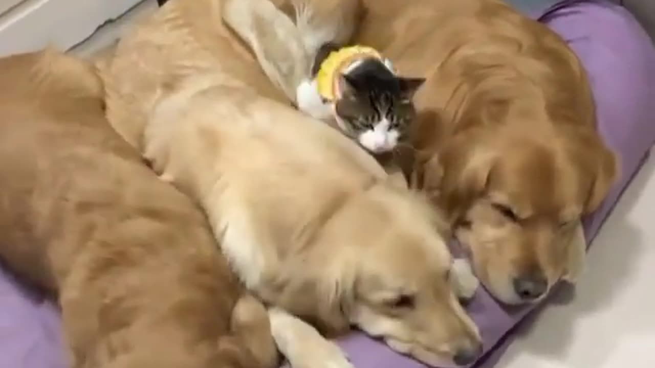 WHO SAID CATS AND DOGS DONT GET ALONE????