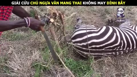 Tình mẫu tử thiêng liêng không cảm xúc nào có thể thay thế được __ Review Con Người và Cuộc Sống