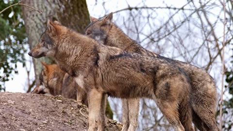 Fearless African Wild Dogs Unleashed