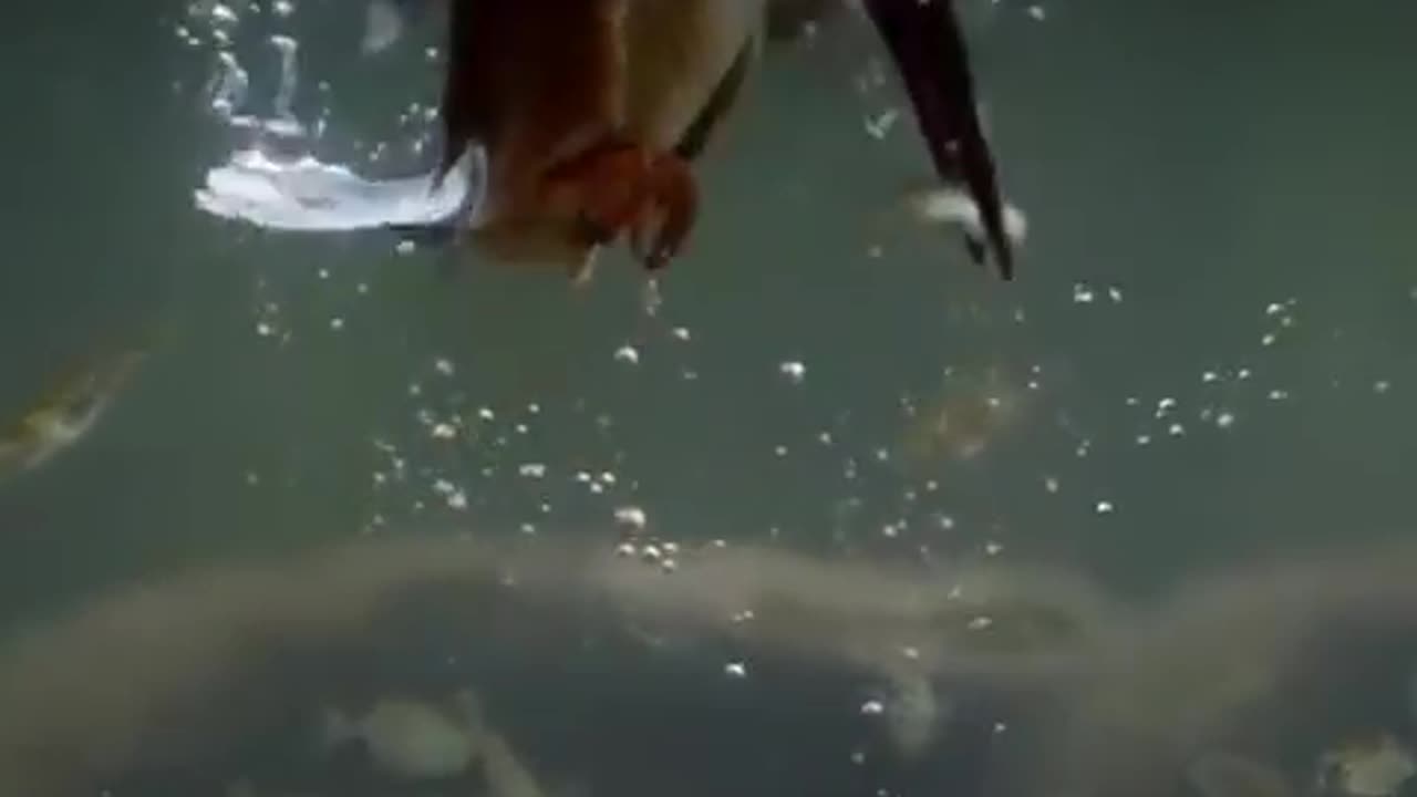 Incredible footage of a Kingfisher dive captured in slow motion~Kingfishers compensate for the reflection and refraction of water to pinpoint the depth and position of prey underwater