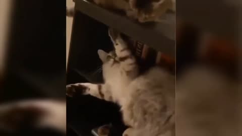 Funny Animal Videos 🤣 Best Funniest Cats And Dogs Videos🐱 🐶 2024 Hilarious Clips! Laugh!