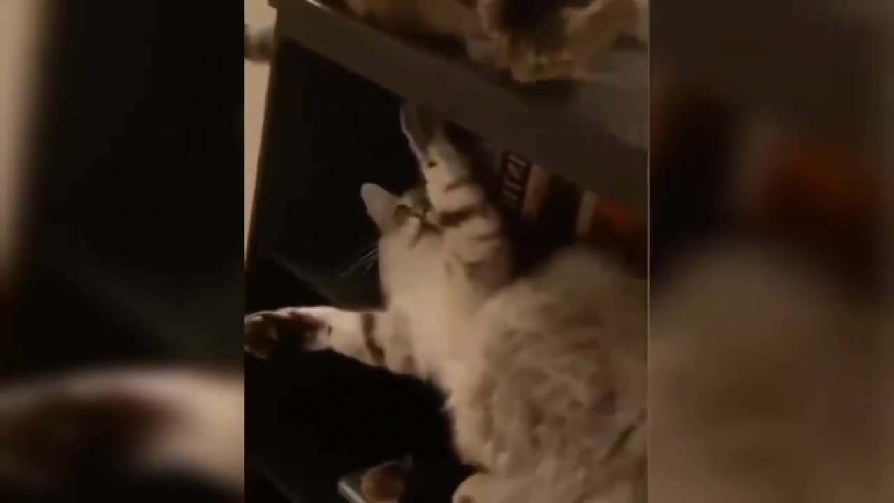 Funny Animal Videos 🤣 Best Funniest Cats And Dogs Videos🐱 🐶 2024 Hilarious Clips! Laugh!