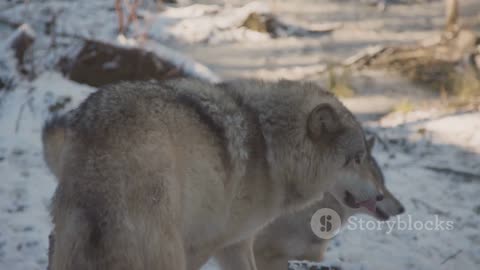 Wolf Fun Facts