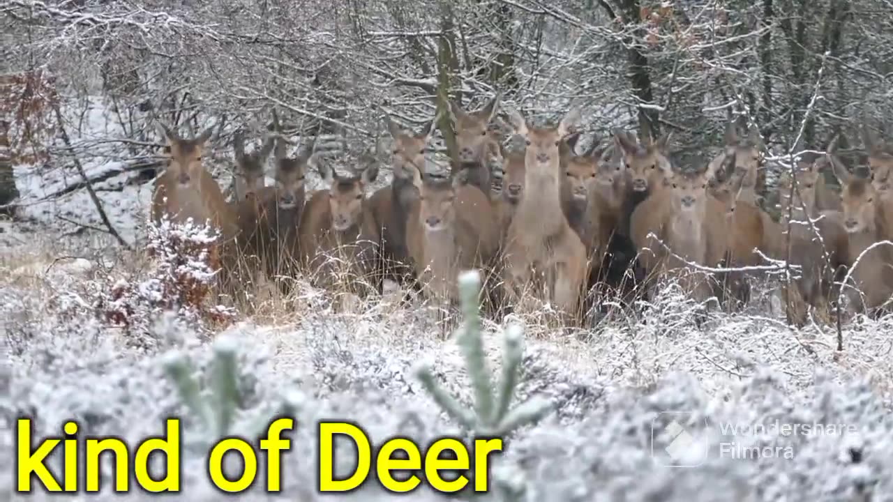 The life of deer amazing nature of the kind of deer world|4k