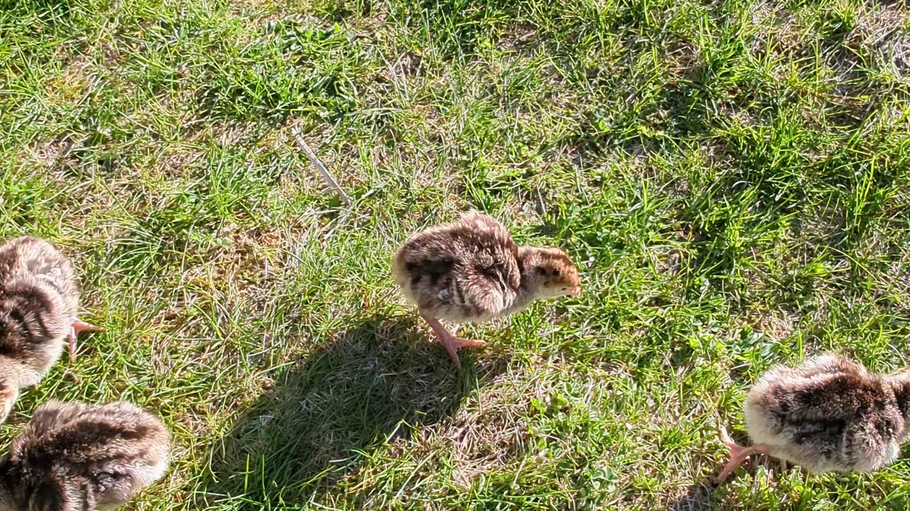 Turkey herding