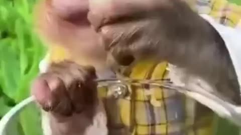 funny animal video