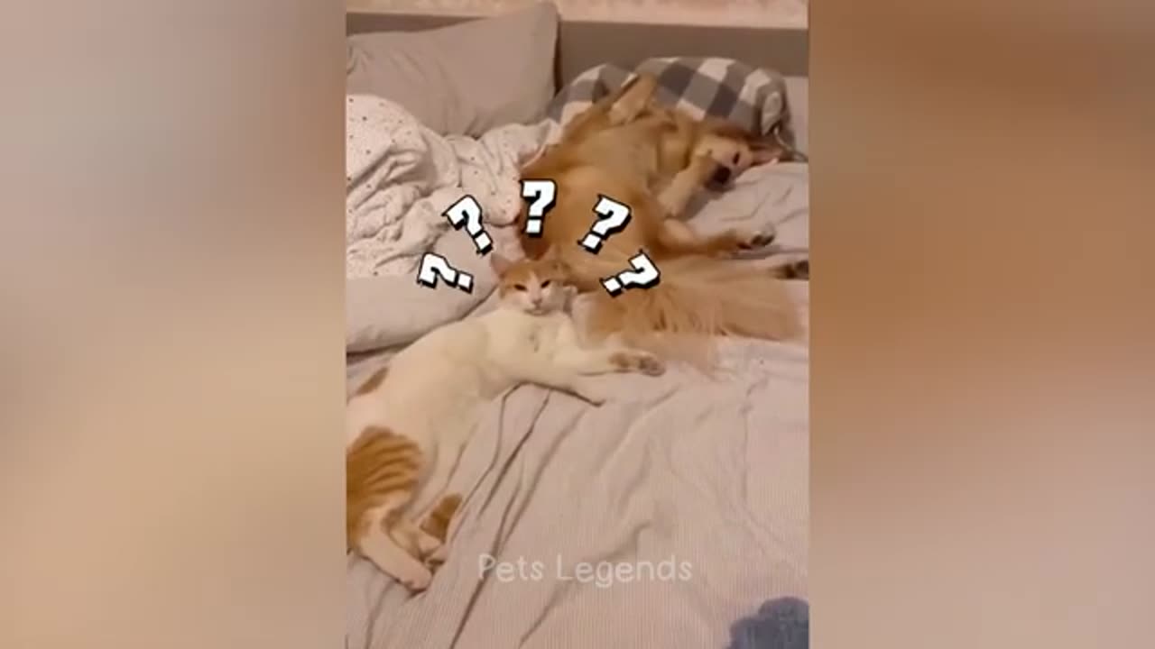 Funny animals(cats & dogs) cuties😆❤️