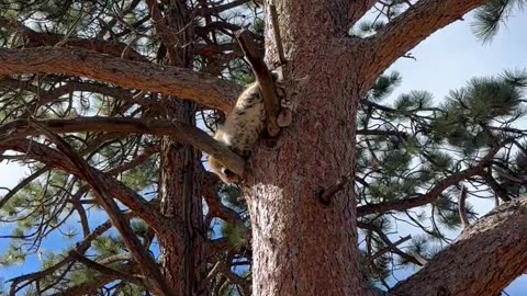 Young Bobcat Hides in a Tree