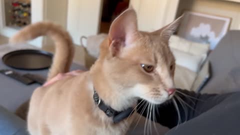 sweet cats>3