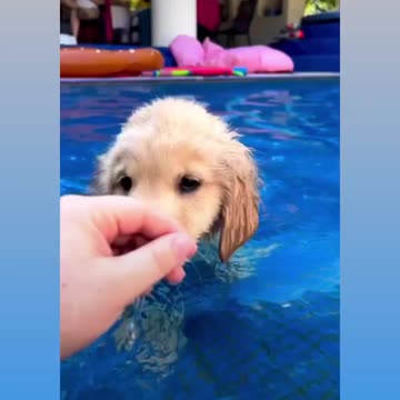 Swimming golden Retriever Puppy
