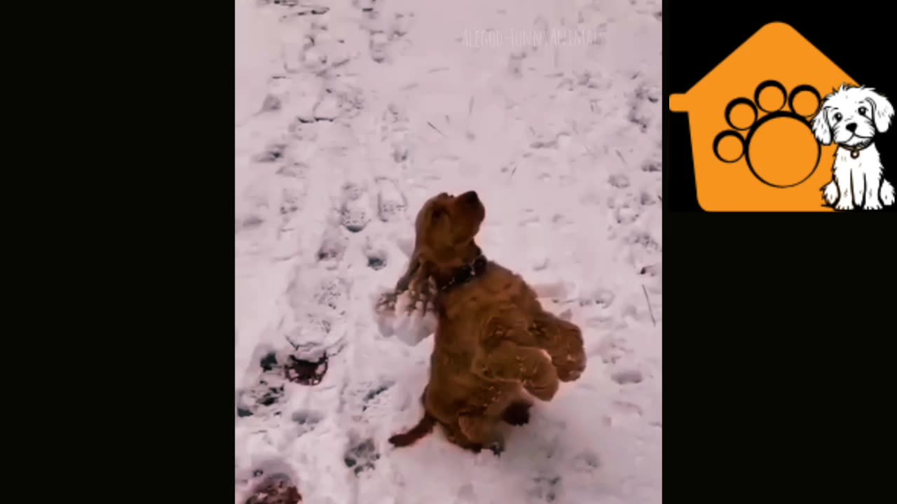 Dog Funny Compilation