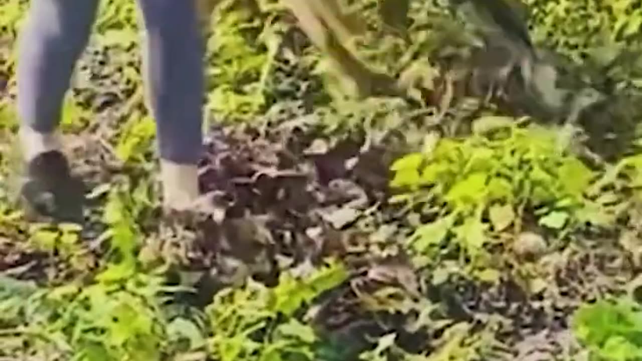 Funny shorts