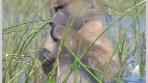 Funny Animals Video