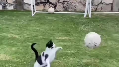 Cat doing goalkeeping 🙀😂