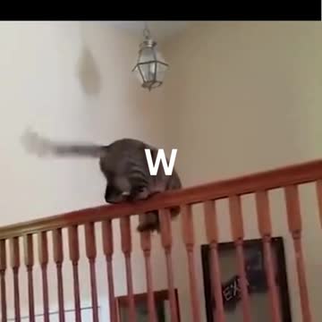 I'm Wondering How Many Of These Cats Landed On Their Feet?