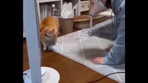 Funny cat videos 😂😂