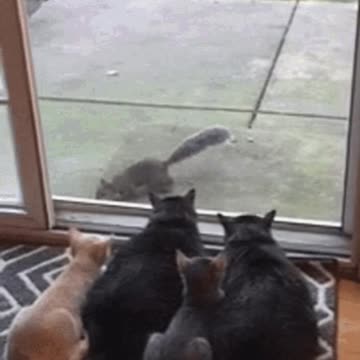 Cute Cat Gif