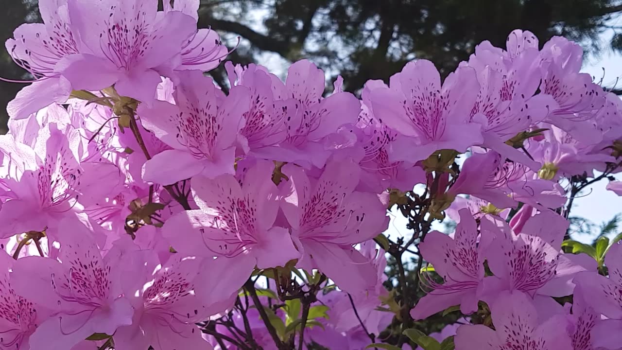 Must Listen - The Most Beautiful FLOWER SONG