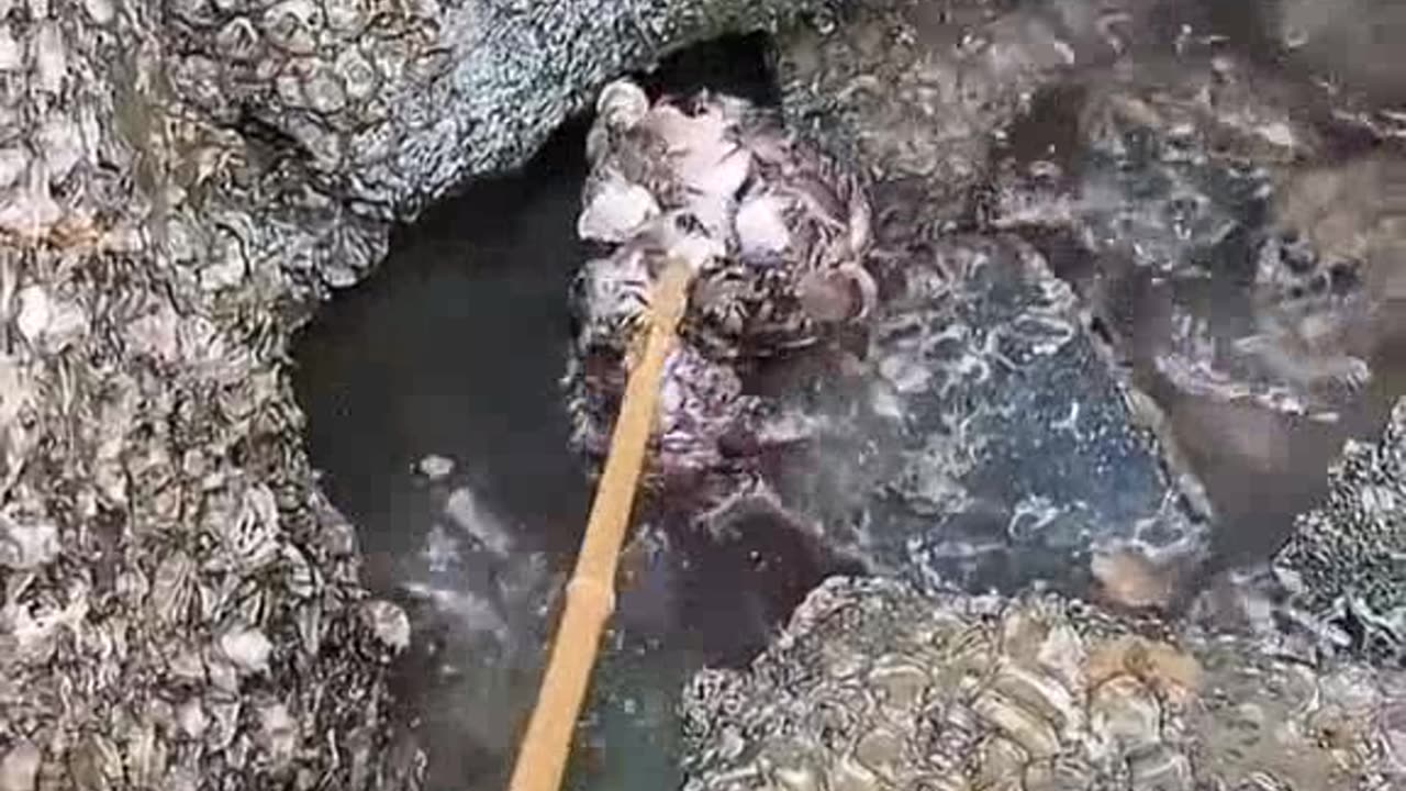 Fish Tales: Short, Sweet, and Totally Viral! (fishing shorts)