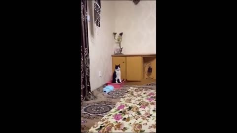 Funniest Animals 2024 New Funny Cats and Dogs Videos Part 3