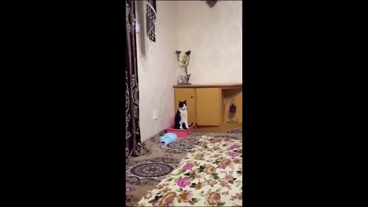 Funniest Animals 2024 New Funny Cats and Dogs Videos Part 3