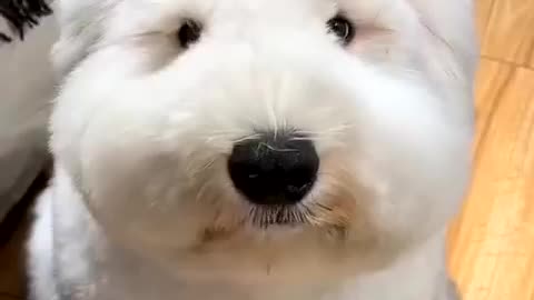🙏❤🎉🎉🎉🎊🎊🎊️SWEET AND FUNNY PETS SHOTS 🙏❤️❤️🎉🎉🎉🎊🎊🎊