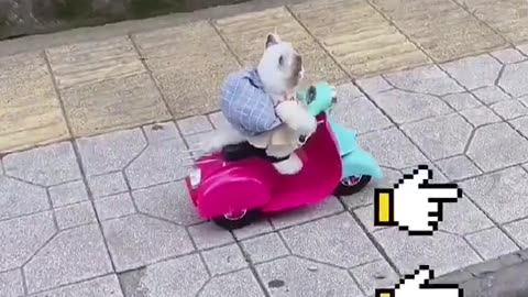 Motorcyclist kitty🐱🛵#foryou #cat #kitty #kitten #catsoftiktok #cute #funny #cats