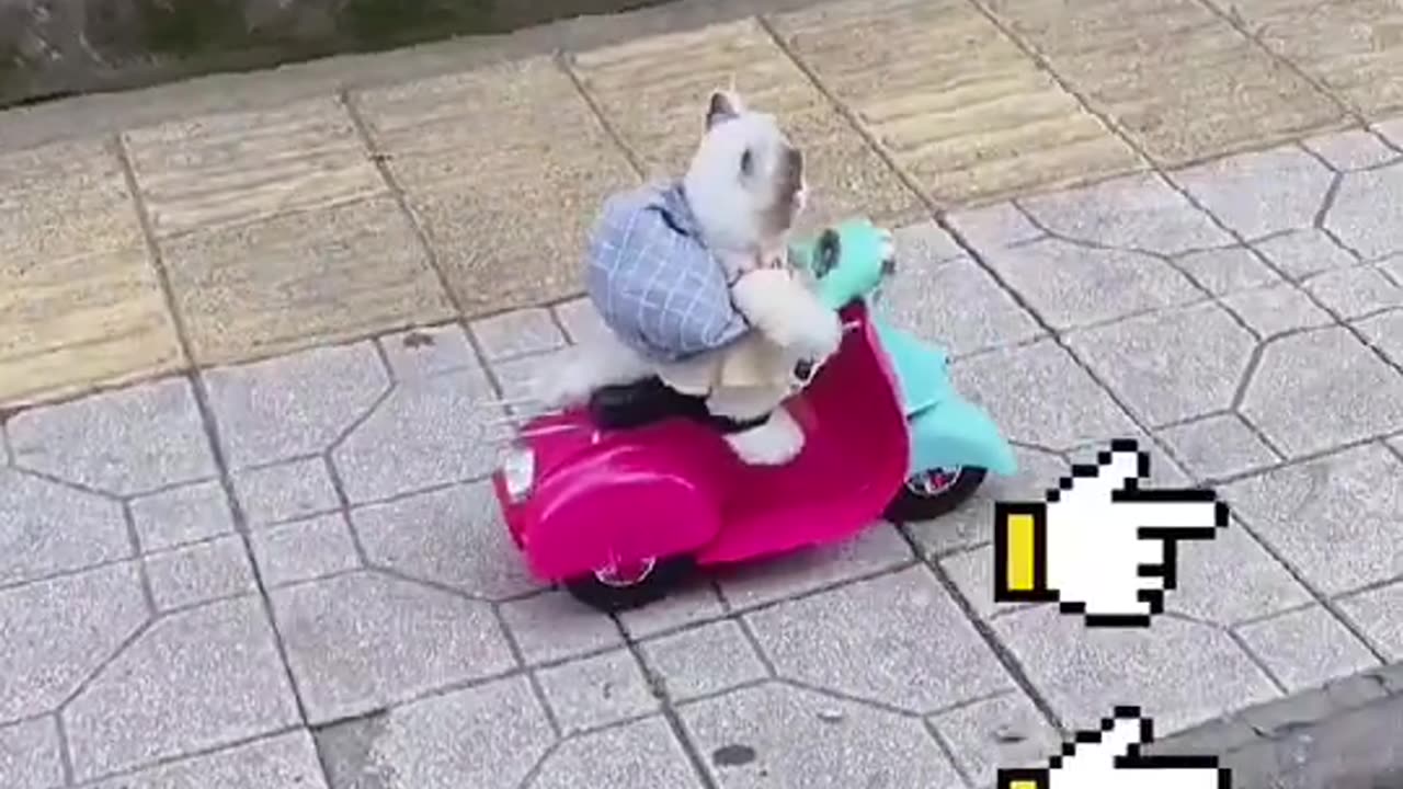 Motorcyclist kitty🐱🛵#foryou #cat #kitty #kitten #catsoftiktok #cute #funny #cats
