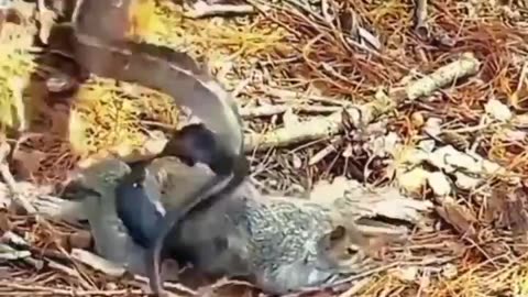 Squirrel Fights To Save His Pal