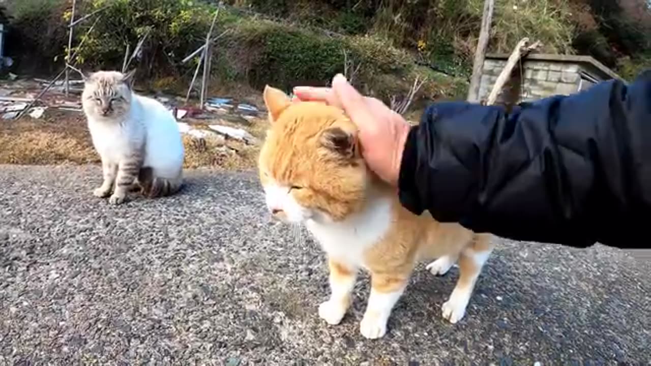 Two cats are quarreling at the beach.