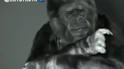 Koko the smartest gorrila alive has a sign language message for humanity