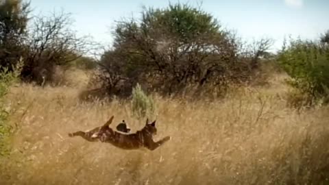 caracal attacks bird