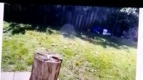 Chipmunk that's trained 2023