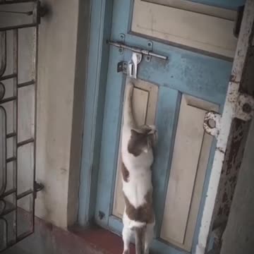 Check out this cat's amazing talent,