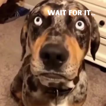 This Is Real Animal Comedy - Try Not To Laugh!