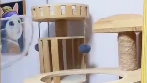 Cats so Cute