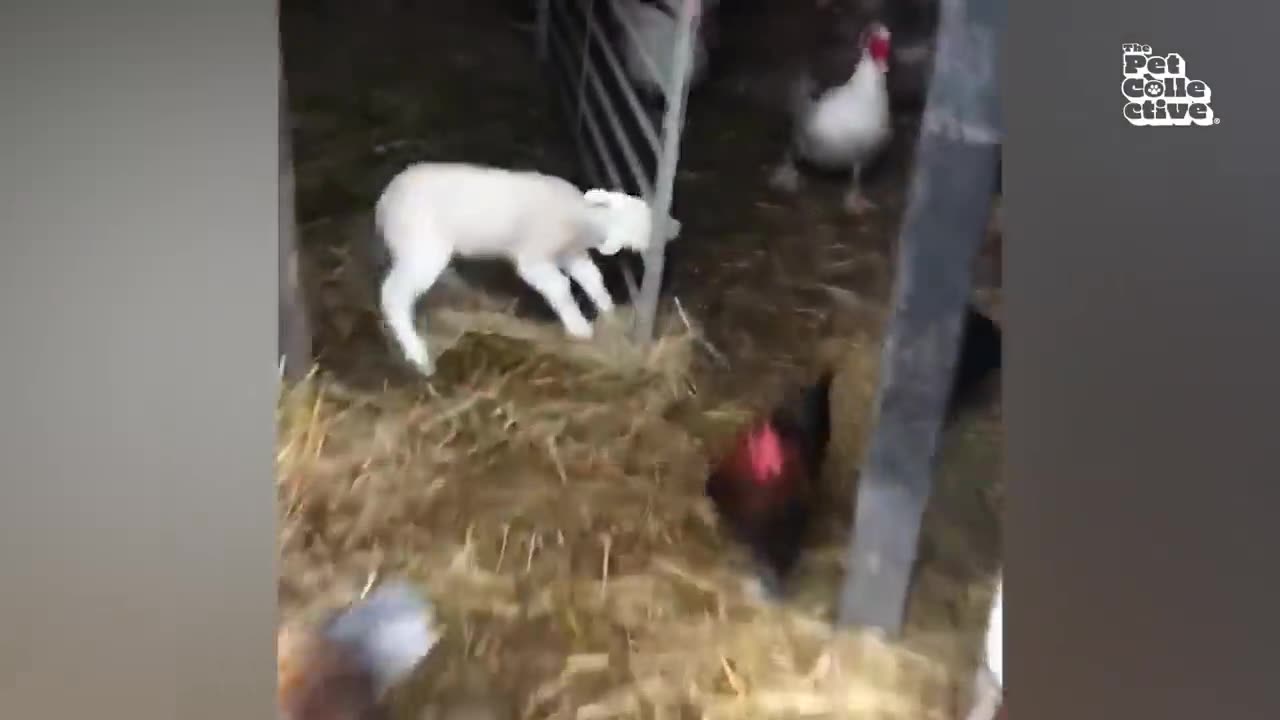 🤣Funniest farm animals 🤣