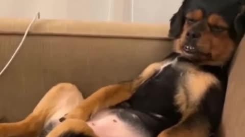 funny animals, try not to laugh😂