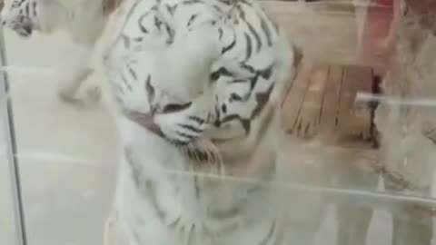 funny tiger