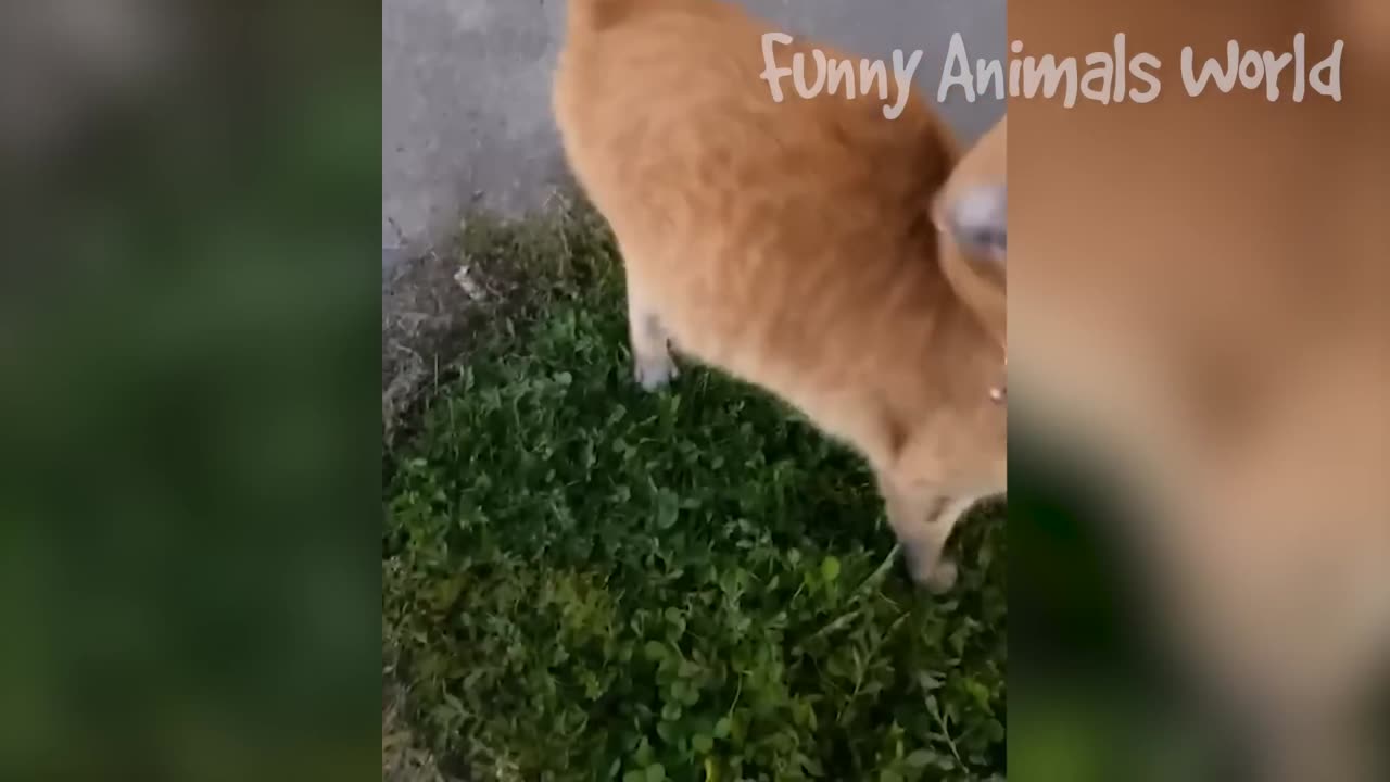 Funny Animals Compilation