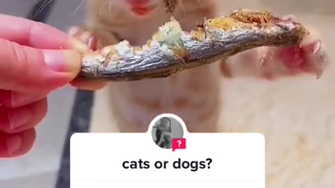 #answer to @⁀➷ԋαყʅҽყ 𓆩❤︎𓆪 Greedy cat#cat #catsoftiktok #cats #fypシ