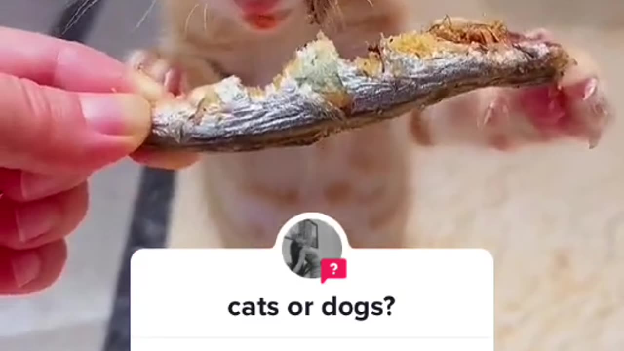 #answer to @⁀➷ԋαყʅҽყ 𓆩❤︎𓆪 Greedy cat#cat #catsoftiktok #cats #fypシ