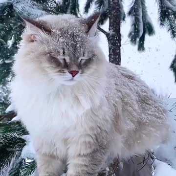 Beautiful Cat