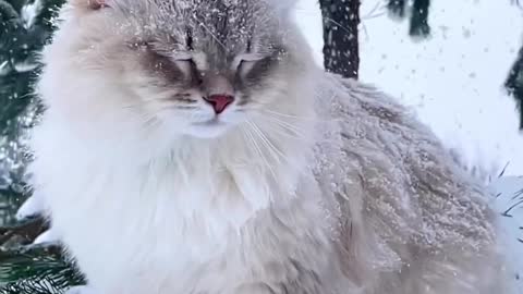 Beautiful Cat