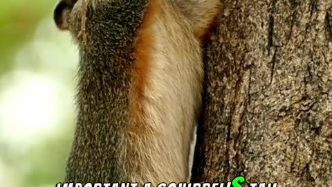 Squirrels Use Their Bushy Tails For Balance !! #facts #animals #wildlife