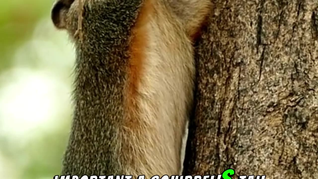 Squirrels Use Their Bushy Tails For Balance !! #facts #animals #wildlife