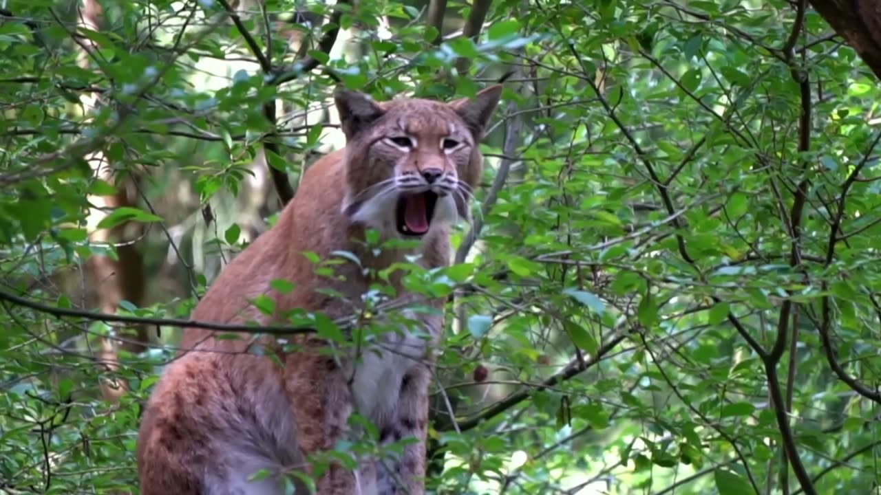 hunting Tiger in the Forest